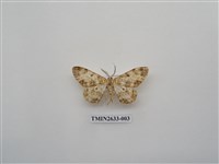 藏品(尺蛾159)的圖片